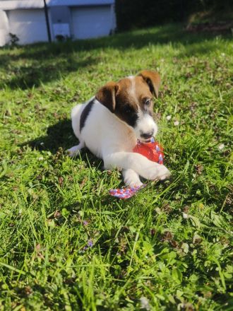 Foxterrier glatthaar