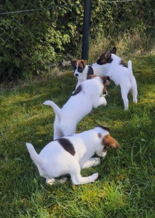 Foxterrier glatthaar