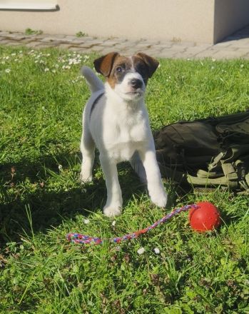 Foxterrier glatthaar