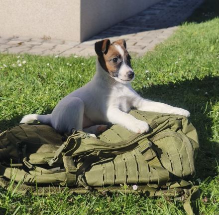 Foxterrier glatthaar