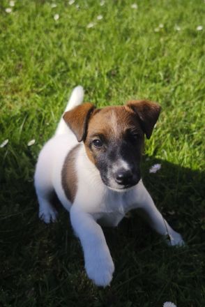 Foxterrier glatthaar