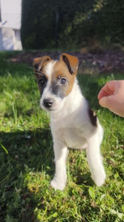 Foxterrier glatthaar