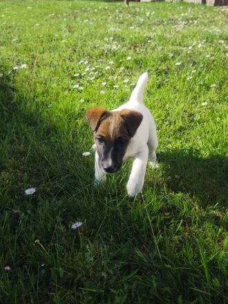 Foxterrier glatthaar