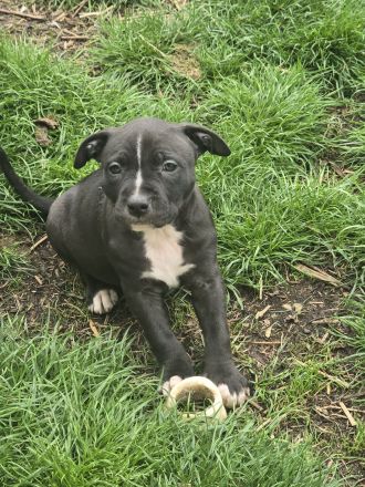 🐾8 Wochen American Pitbull Terrier Welpe sucht Zuhause 🐾