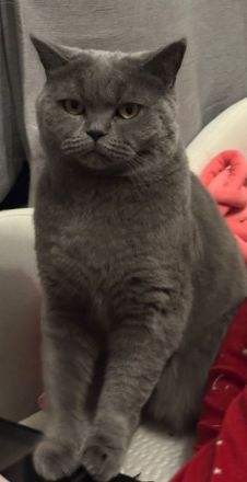 Britsch kurz Haar Katze Weiblich