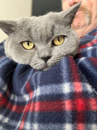 Britsch kurz Haar Katze Weiblich