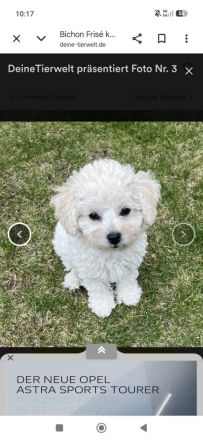 Kleine weiße Welpen - wie Maltipoo