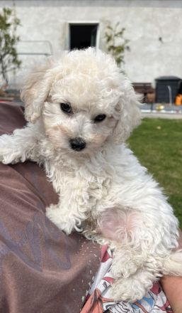 Kleine weiße Welpen - wie Maltipoo