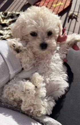 Kleine weiße Welpen - wie Maltipoo