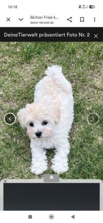Kleine weiße Welpen - wie Maltipoo