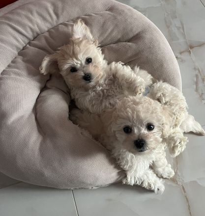 Kleine weiße Welpen - wie Maltipoo