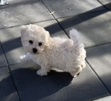 Kleine weiße Welpen - wie Maltipoo