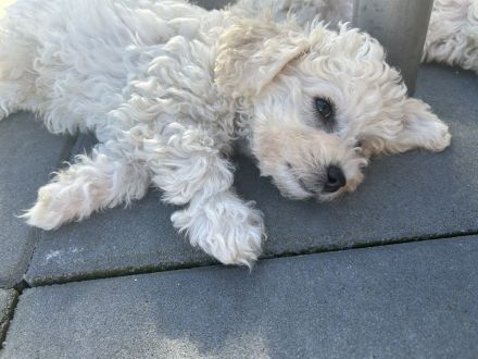 Kleine weiße Welpen - wie Maltipoo