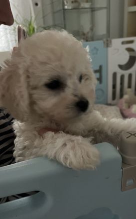 Kleine weiße Welpen - wie Maltipoo