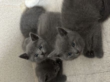 Russisch Blau Kitten mit Stammbaum
