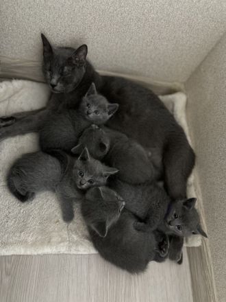 Russisch Blau Kitten mit Stammbaum