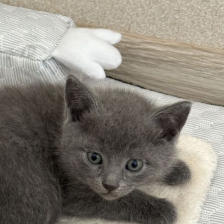 Russisch Blau Kitten mit Stammbaum