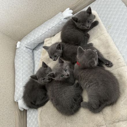 Russisch Blau Kitten mit Stammbaum