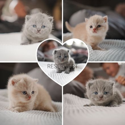 BKH // Britisch Kurzhaar