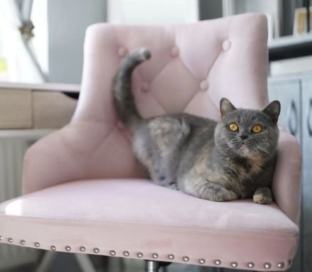 BKH // Britisch Kurzhaar