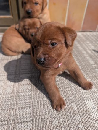 Zuckersüße Labradorwelpen