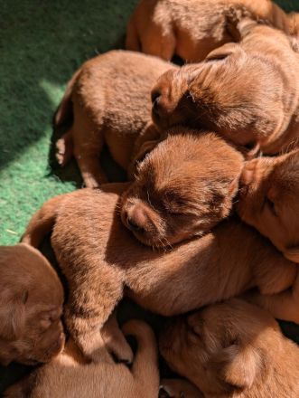 Zuckersüße Labradorwelpen