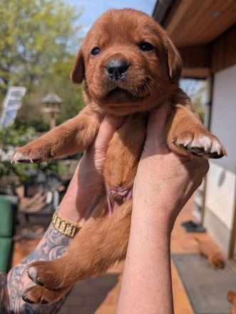 Zuckersüße Labradorwelpen