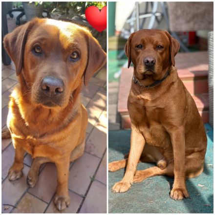 Zuckersüße Labradorwelpen