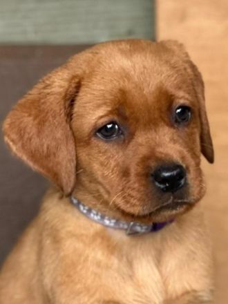 Zuckersüße Labradorwelpen