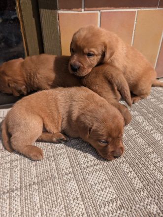 Zuckersüße Labradorwelpen