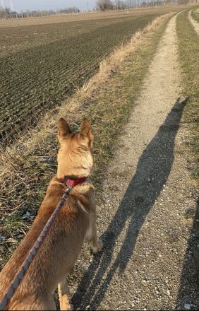 3,5 Jährige Schäferhündin sucht neues Zuhause