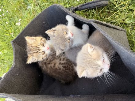 Mischlinge Katzen dringend abzugeben