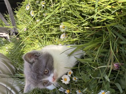 Mischlinge Katzen dringend abzugeben