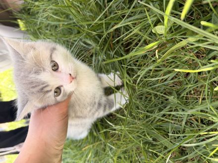 Mischlinge Katzen dringend abzugeben