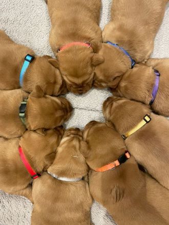Labrador Foxred mit Ahnentafel