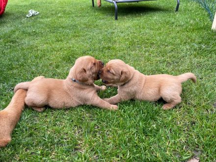 Labrador Foxred mit Ahnentafel