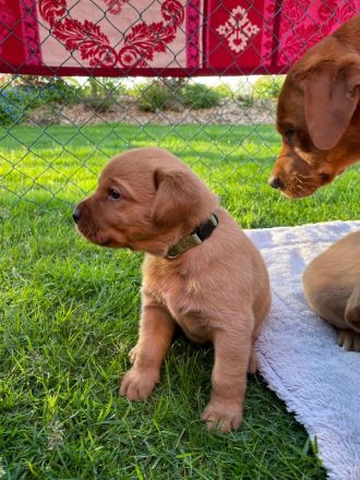 Labrador Foxred mit Ahnentafel