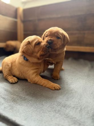 Labrador Foxred mit Ahnentafel