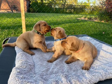 Labrador Foxred mit Ahnentafel