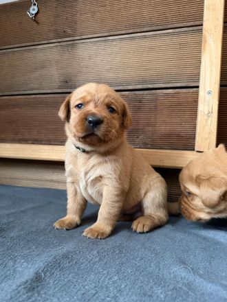 Labrador Foxred mit Ahnentafel