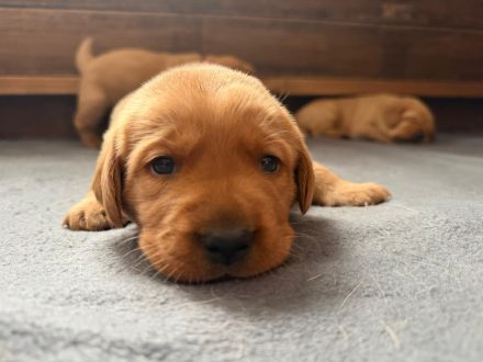 Labrador Foxred mit Ahnentafel