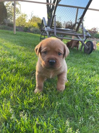 Labrador Foxred mit Ahnentafel