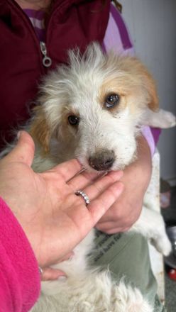 Domino, eine kleine, süsse Flauschkugel sucht sein Fürimmerzuhause