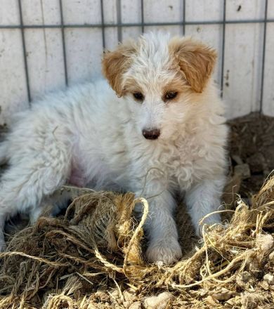 Domino, eine kleine, süsse Flauschkugel sucht sein Fürimmerzuhause