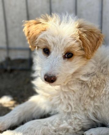 Domino, eine kleine, süsse Flauschkugel sucht sein Fürimmerzuhause