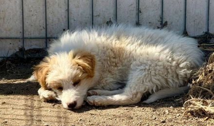 Domino, eine kleine, süsse Flauschkugel sucht sein Fürimmerzuhause