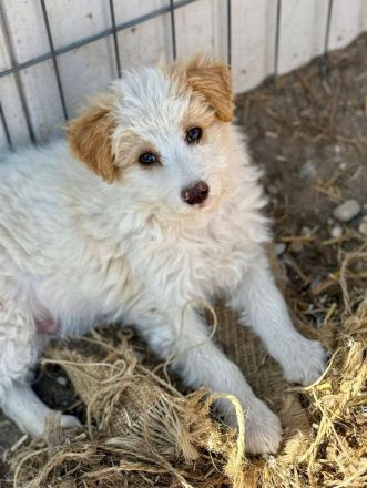 Domino, eine kleine, süsse Flauschkugel sucht sein Fürimmerzuhause