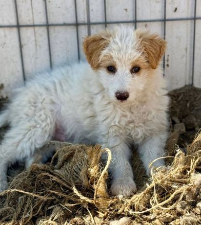 Domino, eine kleine, süsse Flauschkugel sucht sein Fürimmerzuhause