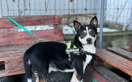Cory sucht ein geduldiges, ruhiges Zuhause