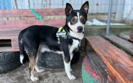 Cory sucht ein geduldiges, ruhiges Zuhause